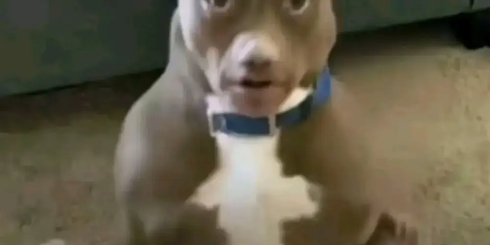 Imagem do grupo de WhatsApp Resenha