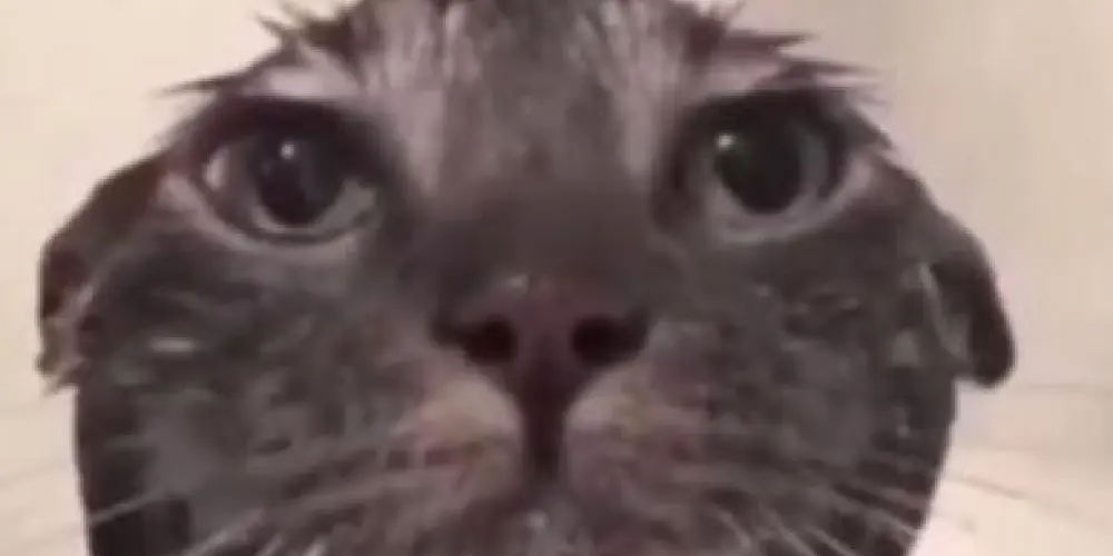 Imagem do grupo de WhatsApp Resenha