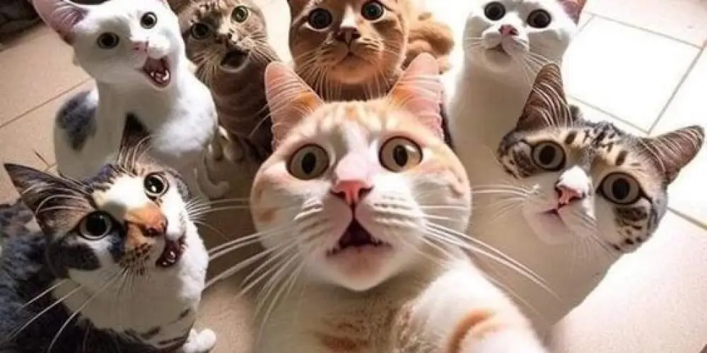 Imagem do grupo de WhatsApp Resenha