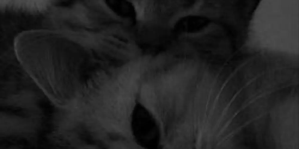 Imagem do grupo de WhatsApp Resenha & Amzd ❤️🌚✨