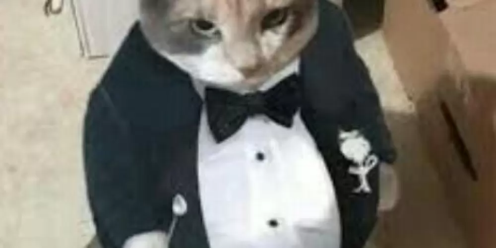 Imagem do grupo de WhatsApp 『R『E『S『E『N『H『A  🤖BOT ON🤖