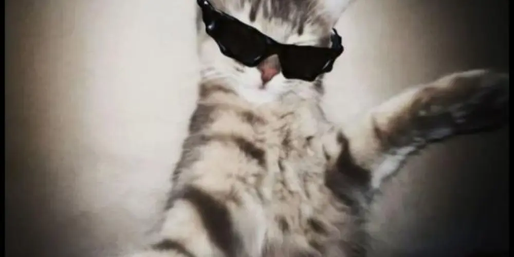 Imagem do grupo de WhatsApp Resenha de macaco