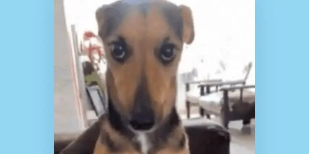 Imagem do grupo de WhatsApp Resenha do caos