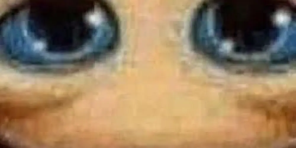 Imagem do grupo de WhatsApp Resenha do pnd