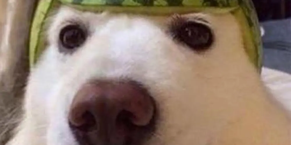 Imagem do grupo de WhatsApp Resenha do ZAP ZAP