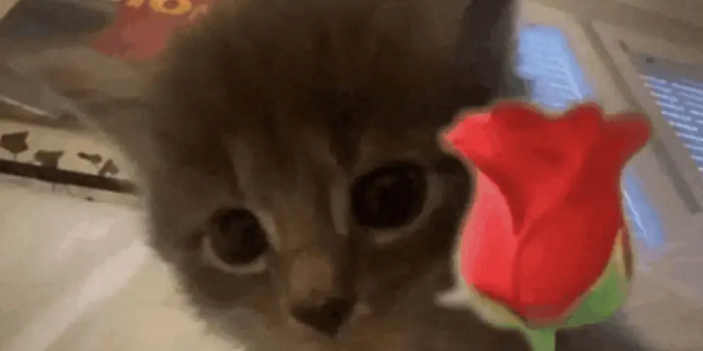 Imagem do grupo de WhatsApp Resenha dos amigos 2.0