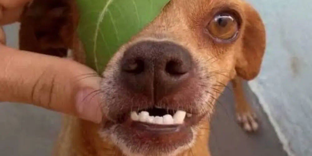 Imagem do grupo de WhatsApp Resenha dos capanga 😅🤣