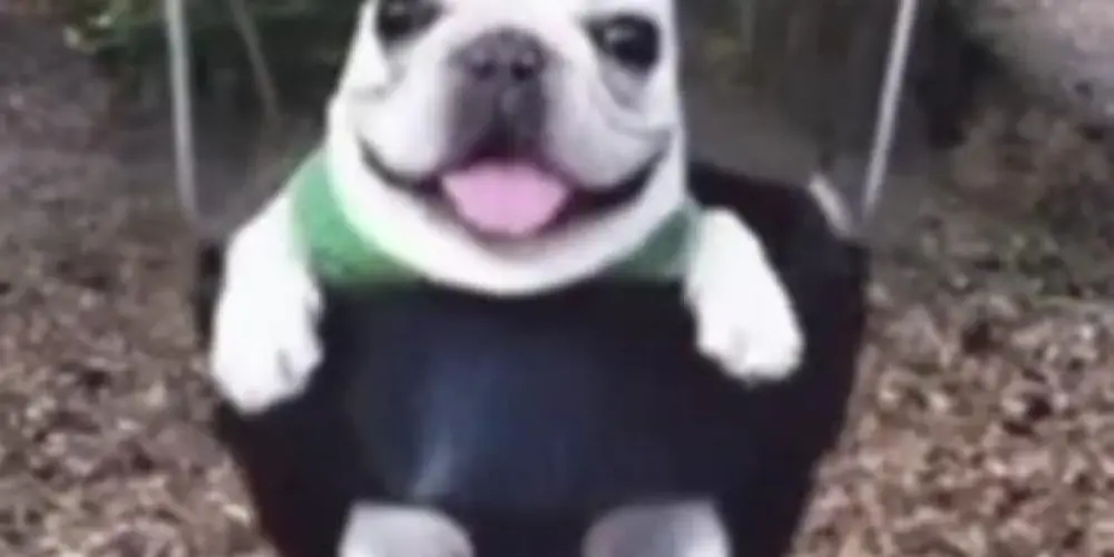 Imagem do grupo de WhatsApp Resenha dos malucos  2.0