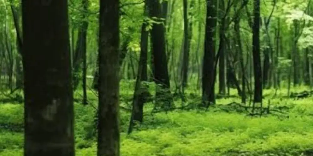 Imagem do grupo de WhatsApp 🐯resenha e diversão🐆