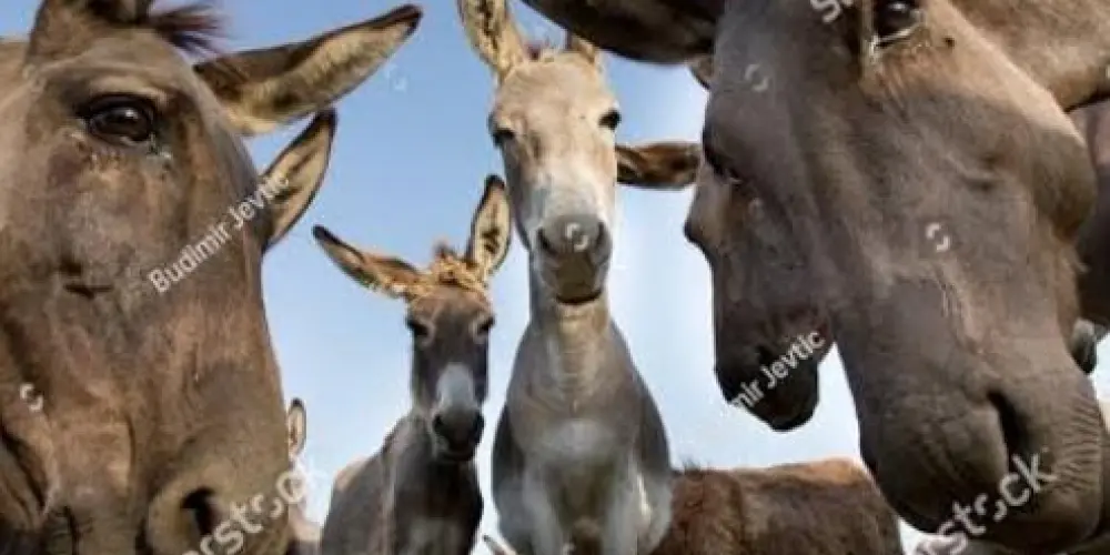 Imagem do grupo de WhatsApp Resenha global 😎