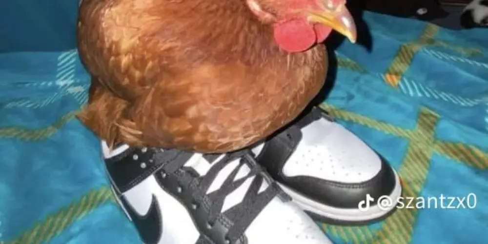 Imagem do grupo de WhatsApp RESENHA INFINITY