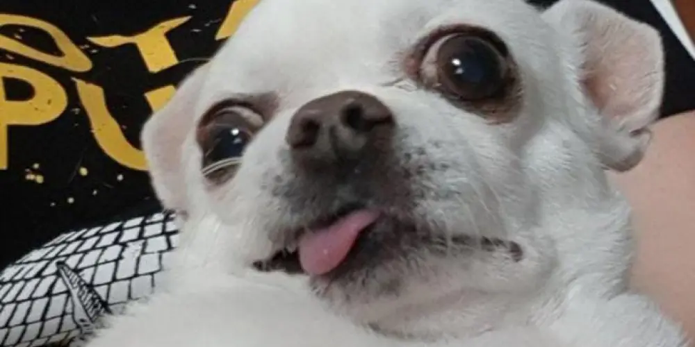 Imagem do grupo de WhatsApp Resenha liberada