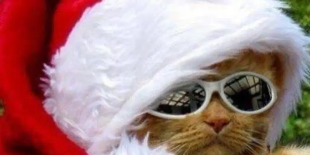 Imagem do grupo de WhatsApp resenha 💯 limite