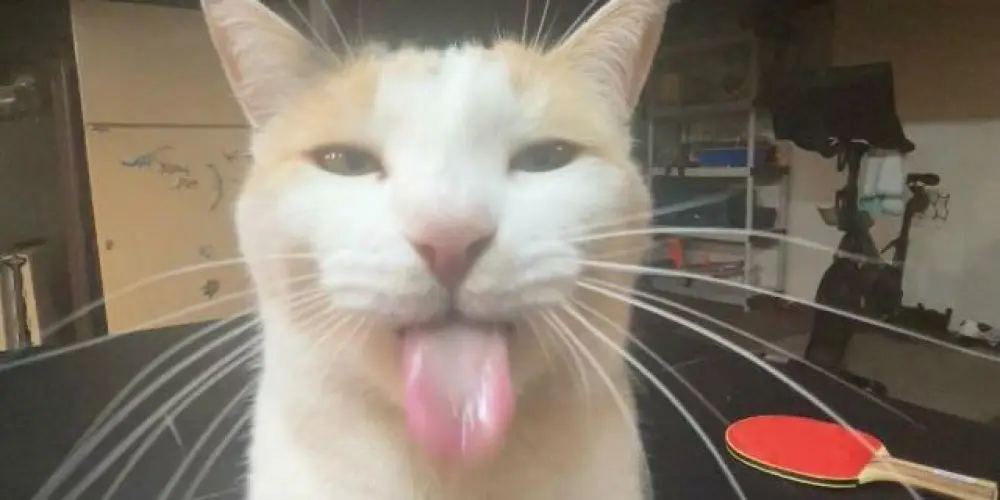 Imagem do grupo de WhatsApp Resenha maxima 💥