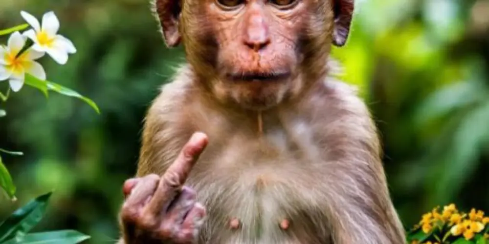 Imagem do grupo de WhatsApp Resenha Máxima