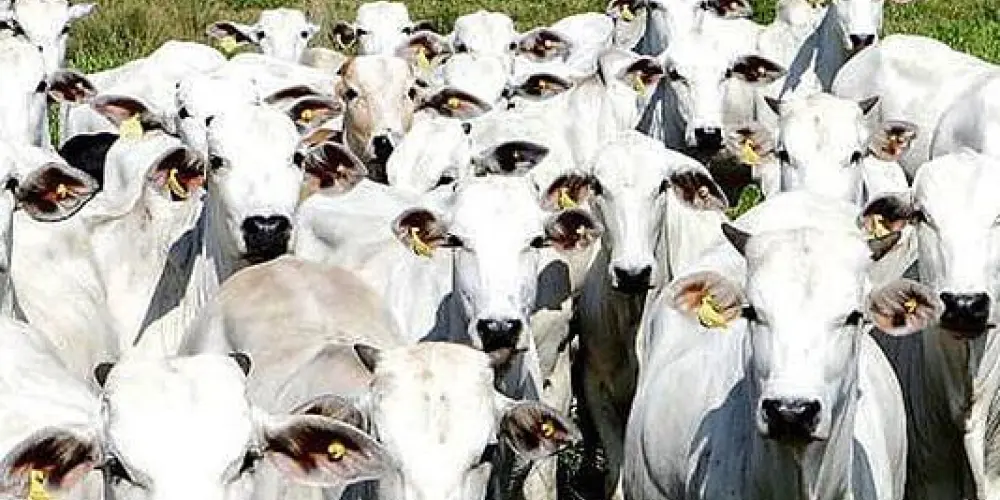 Imagem do grupo de WhatsApp Resenha Mundial