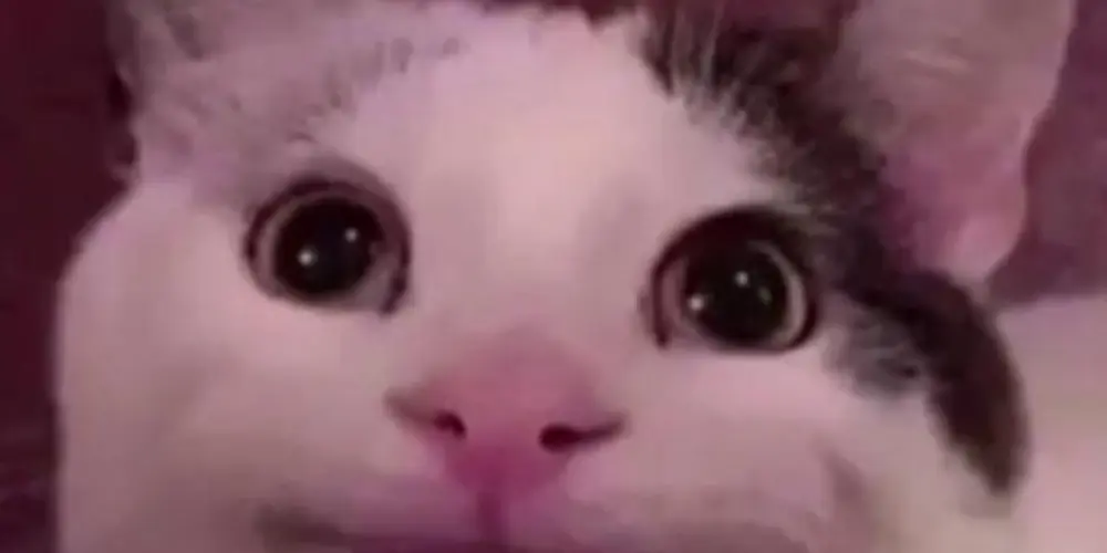 Imagem do grupo de WhatsApp ☠️🎇 Resenha revoada💋🎇