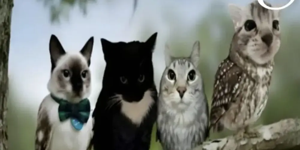 Imagem do grupo de WhatsApp Resenha Sem Limites 🔥