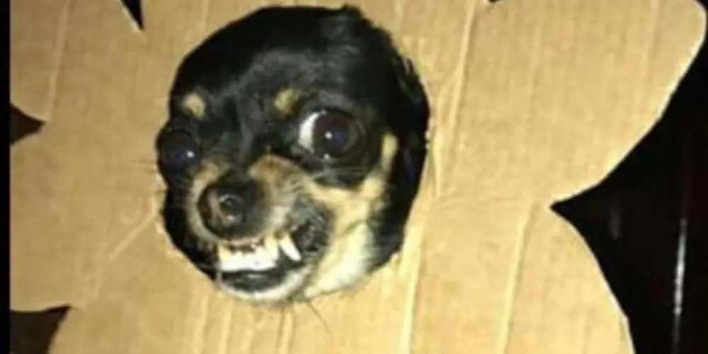 Imagem do grupo de WhatsApp Resenha total