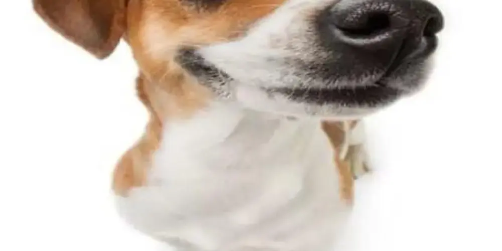 Imagem do grupo de WhatsApp RESENHA100% 2.0 💀