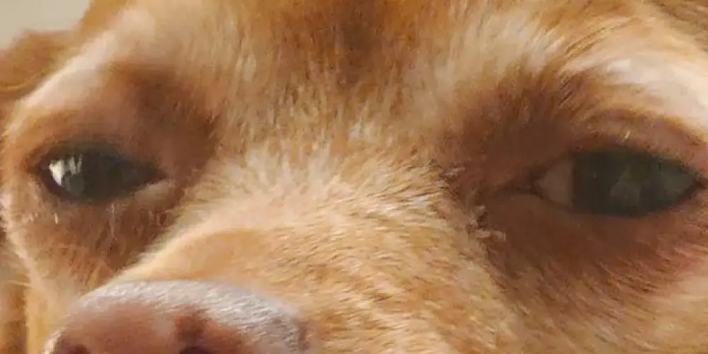 Imagem do grupo de WhatsApp ×͜×RƏSËNHÆ×͜×