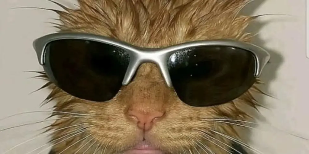 Imagem do grupo de WhatsApp Resenharia 🎭