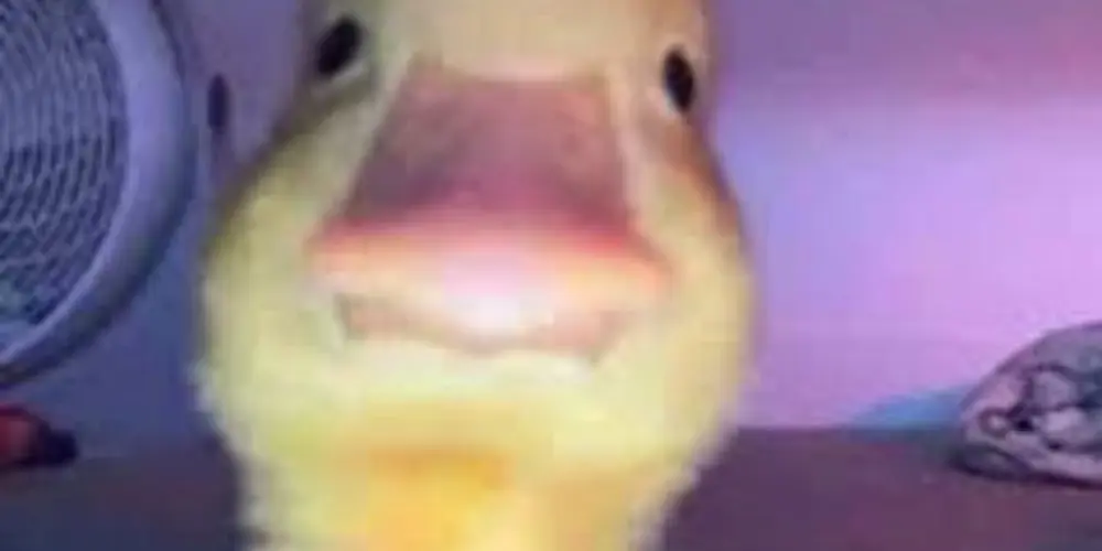 Imagem do grupo de WhatsApp Resenhas e zoações