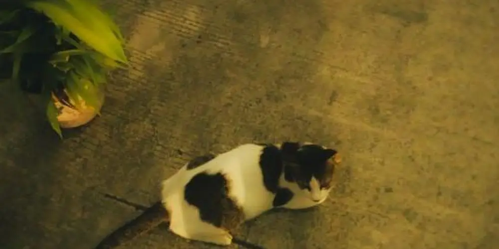 Imagem do grupo de WhatsApp Residencial  do hospício