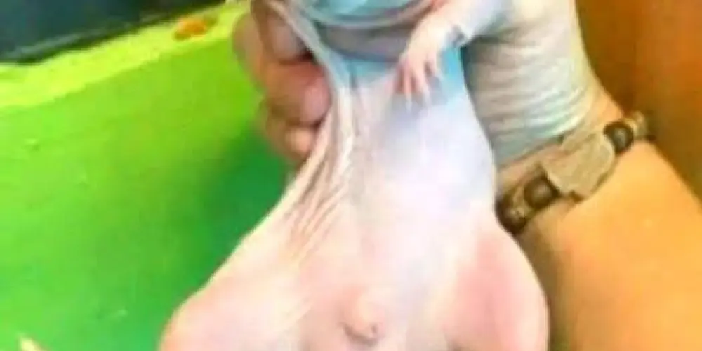 Imagem do grupo de WhatsApp Respeito rato