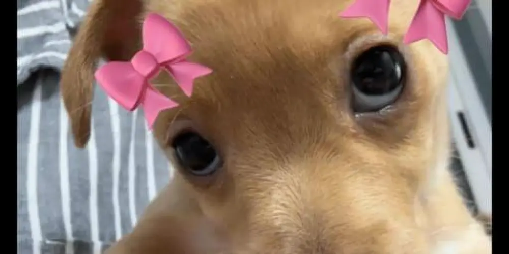 Imagem do grupo de WhatsApp ꧁Ŕệẗäŕďäďöṩ╰‿╯꧂