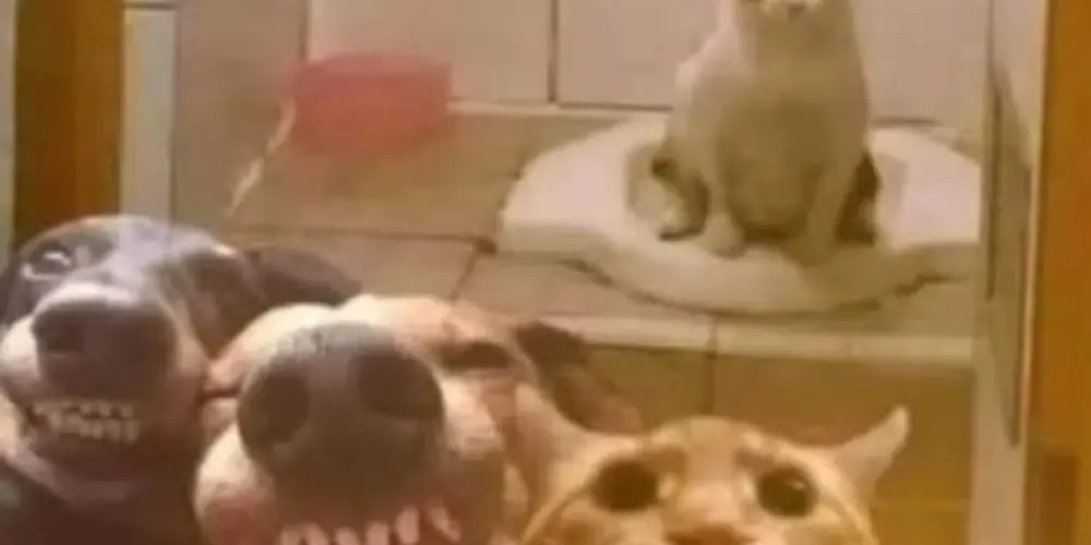 Imagem do grupo de WhatsApp retardados em ação