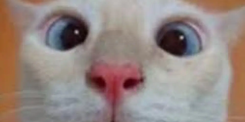 Imagem do grupo de WhatsApp Retardados mentais