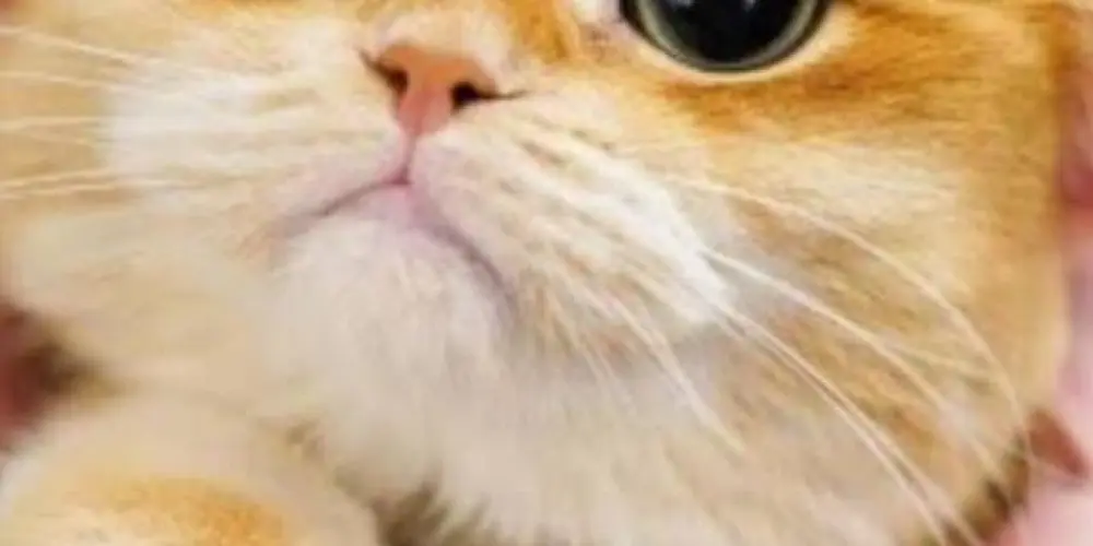 Imagem do grupo de WhatsApp Reunião dos gatos pidao