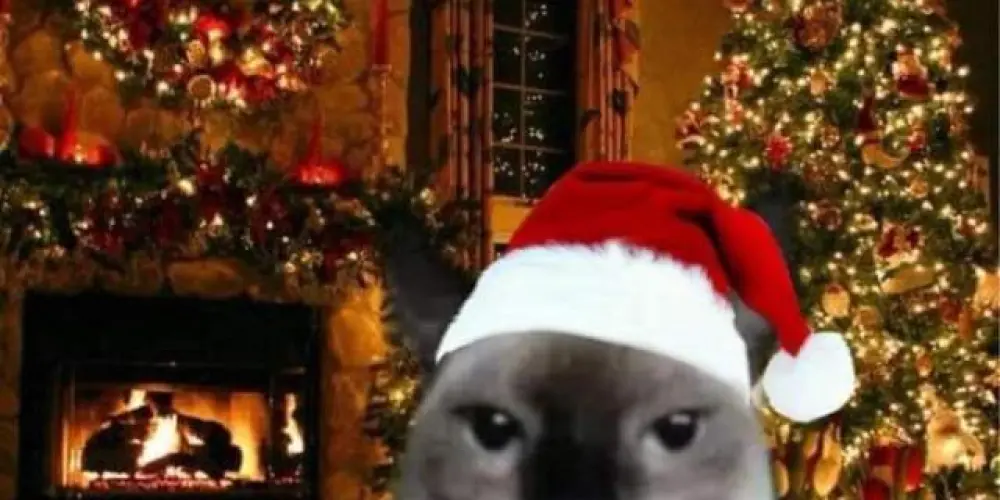 Imagem do grupo de WhatsApp ✨⚔亗♰Ř€Ş€ŇĦΔ ĐØ ŞĴΜ♰亗⚔✨