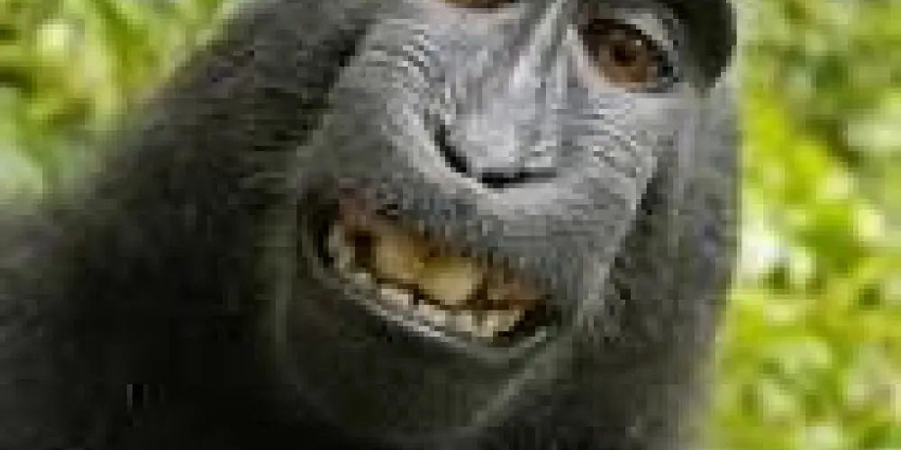 Imagem do grupo de WhatsApp Reviemers em Ação