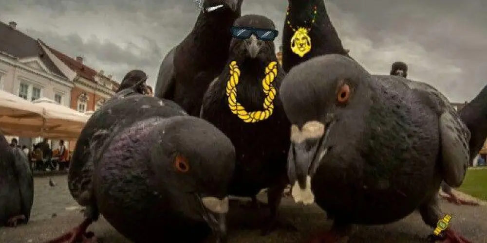 Imagem do grupo de WhatsApp Revoada noturna 🌙