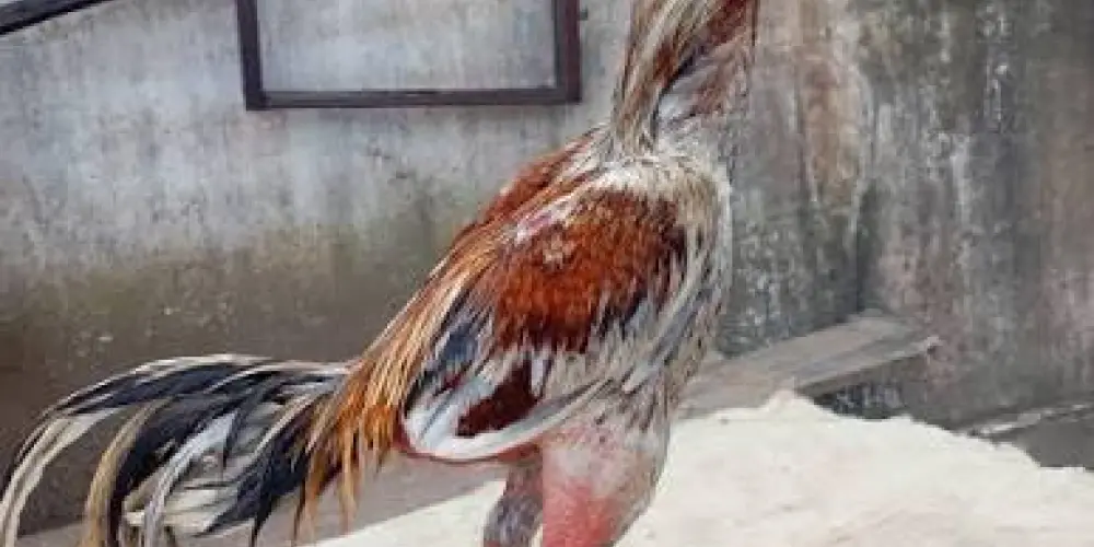 Imagem do grupo de WhatsApp Rinha de grelo