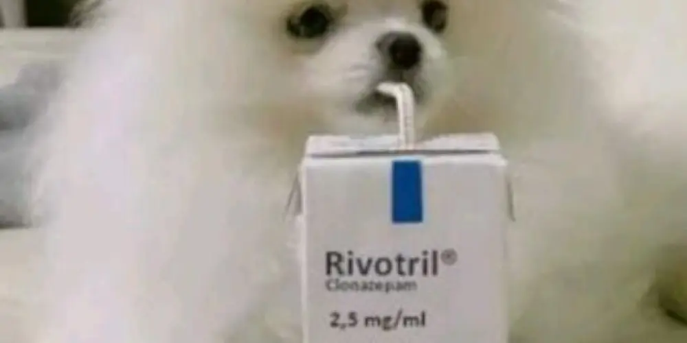 Imagem do grupo de WhatsApp Rivotril