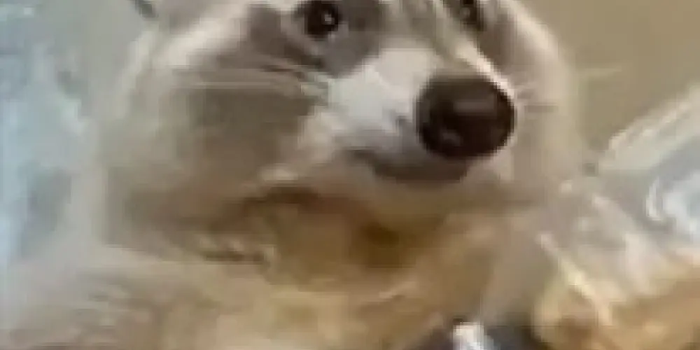 Imagem do grupo de WhatsApp 🍕 RODA DA RESENHA 🍕