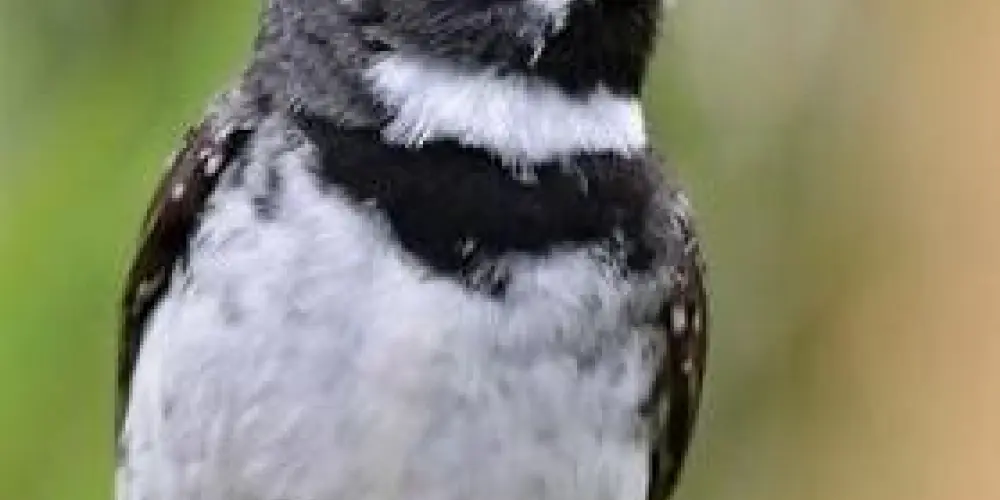 Imagem do grupo de WhatsApp Rolo de aves baixada RJ🕊💴🔂