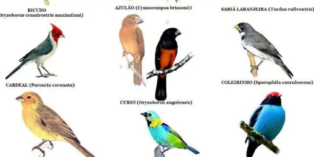 Imagem do grupo de WhatsApp Rolo de aves RJ baixada 💱🦅