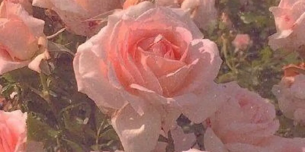 Imagem do grupo de WhatsApp Romancistas 📚🌹