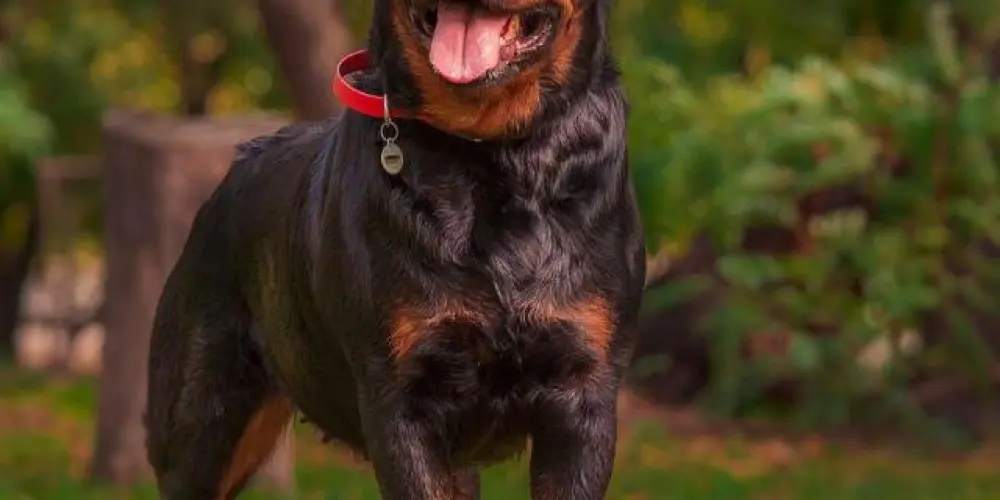 Imagem do grupo de WhatsApp Rottweiler🦍