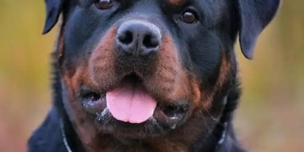 Imagem do grupo de WhatsApp Rottweiler