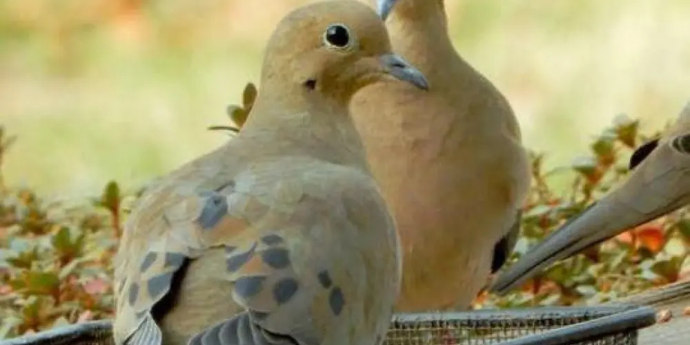 Imagem do grupo de WhatsApp Roulas e bolinhas de gorfe