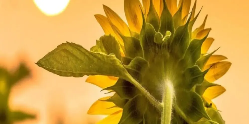 Imagem do grupo de WhatsApp ruben_toppromo