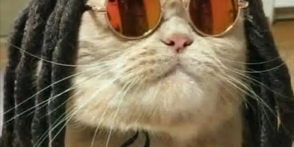 Imagem do grupo de WhatsApp RWSWT