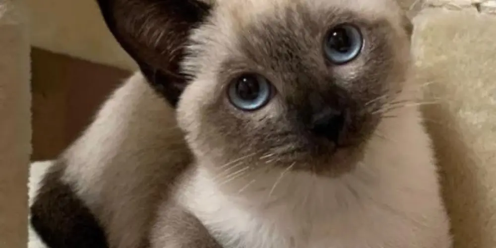 Imagem do grupo de WhatsApp 「𝕔𝕙𝕒𝕥 」||•ᴅᴀʏsᴇ •||👑²⁰²⁵