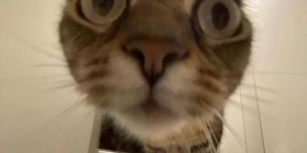 Imagem do grupo de WhatsApp ᴘᴇʀᴇʀᴇᴄᴀ  sᴜɪᴄɪᴅᴀ 🐸❤️