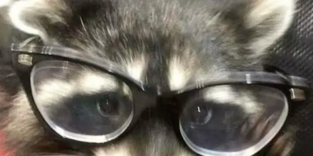 Imagem do grupo de WhatsApp 🌋𝑵𝞔𐊴Ս𝘚